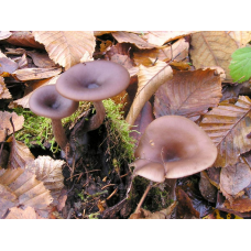 Мицелий Говорушки бокаловидной (Pseudoclitocybe cyathiformis)